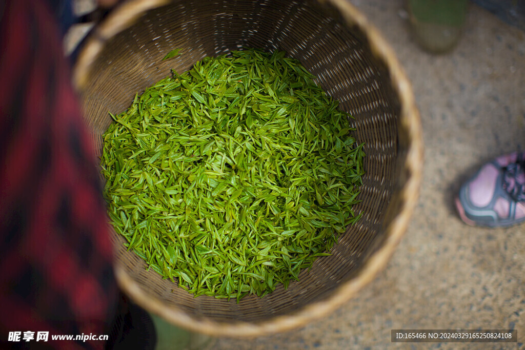 春茶 绿茶 龙井 