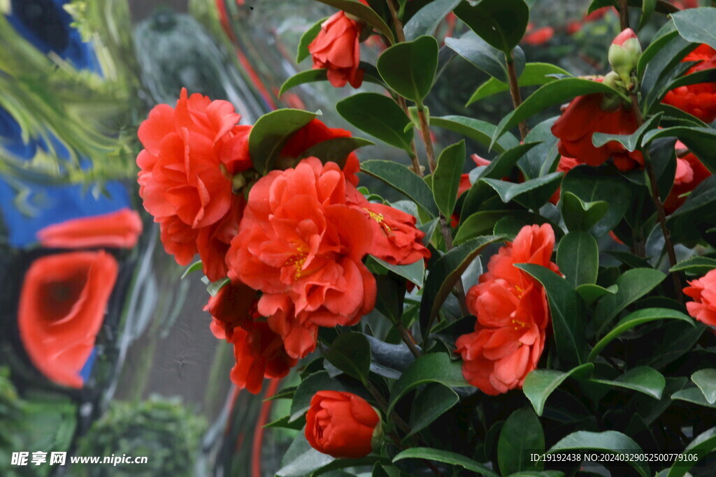 山茶花  