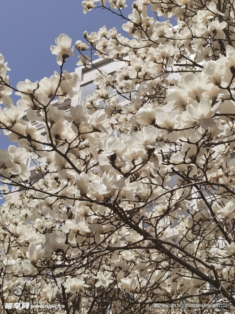 玉兰花
