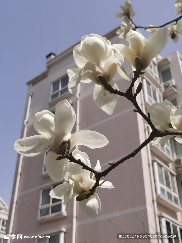 玉兰花