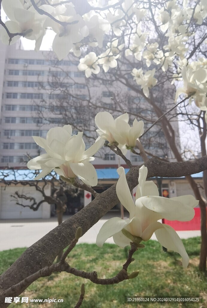 玉兰花