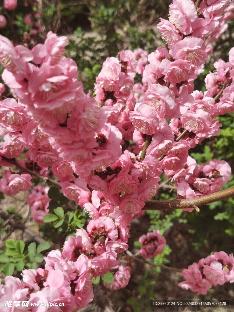 榆叶梅