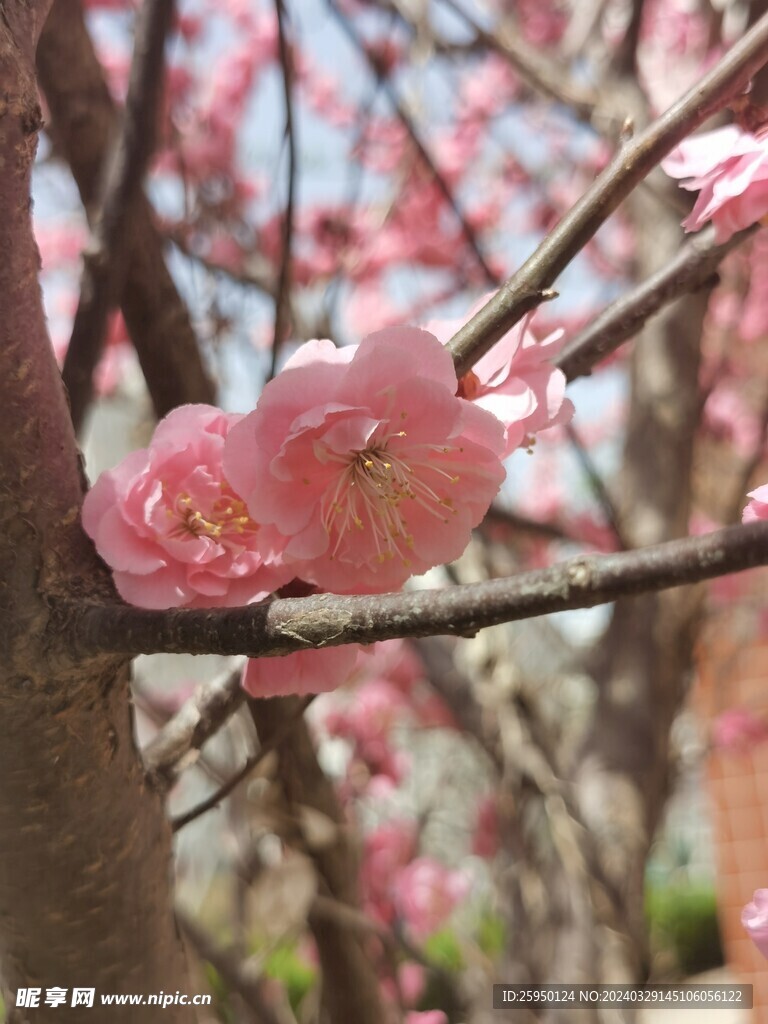 榆叶梅