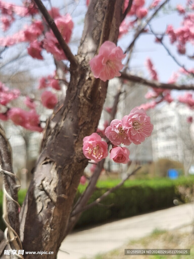 榆叶梅