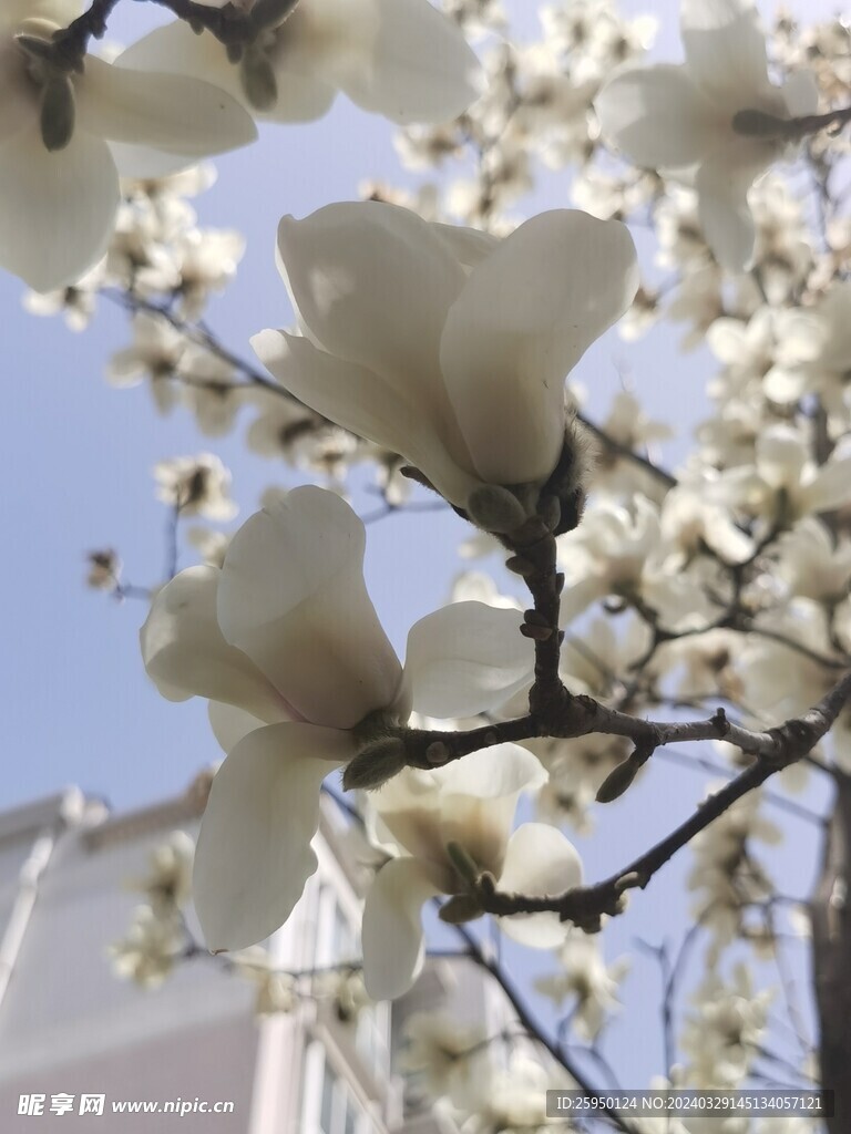 玉兰花
