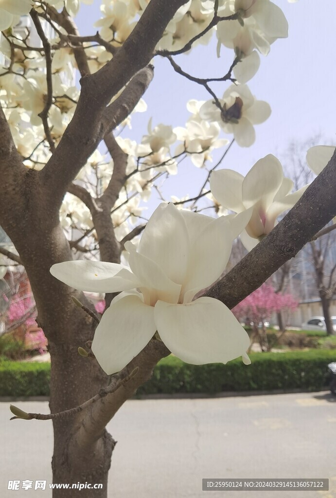 玉兰花
