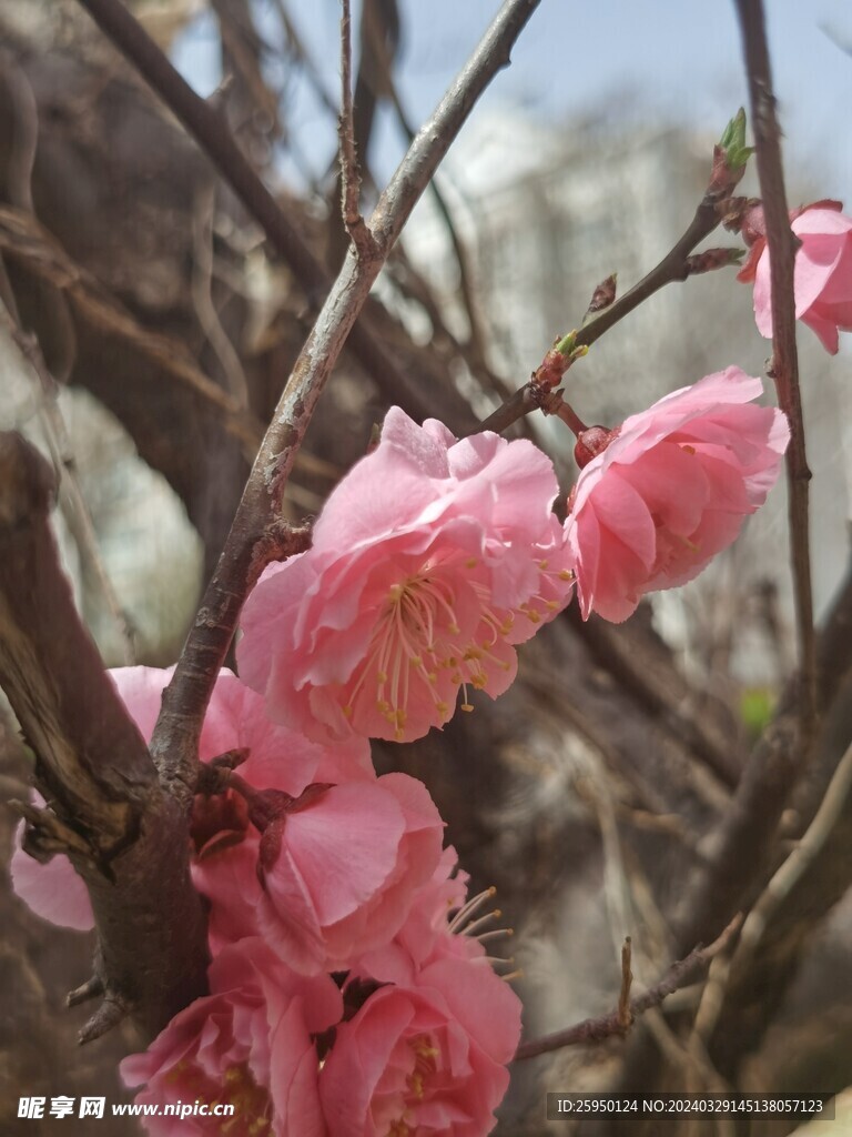 榆叶梅