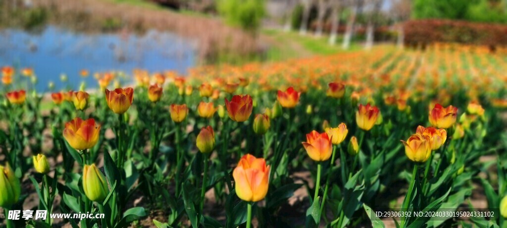 花