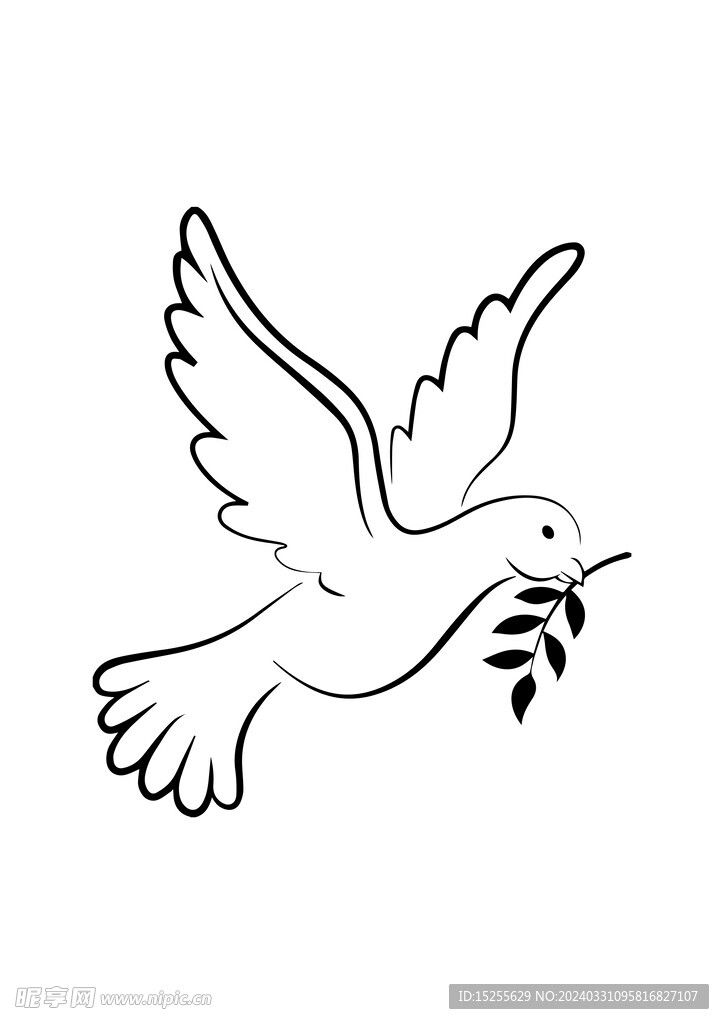 鸽子线稿