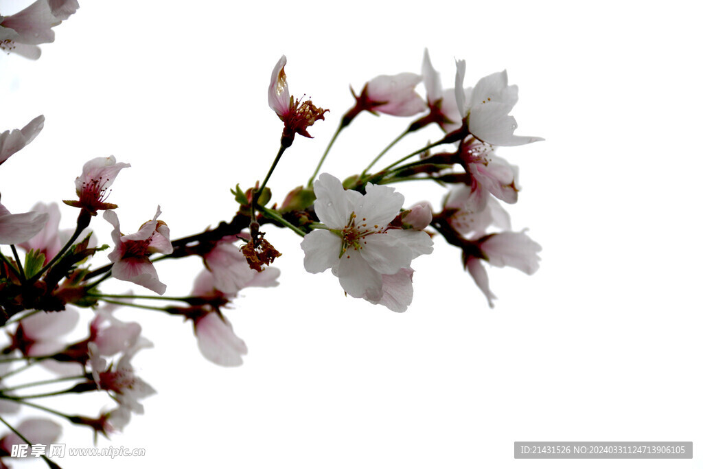 樱花