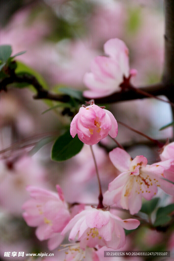 樱花