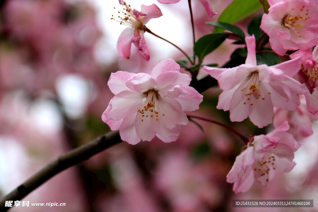 樱花