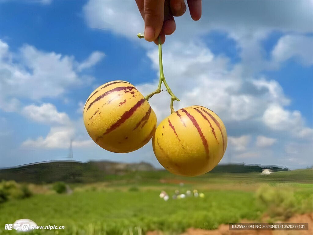 人参果