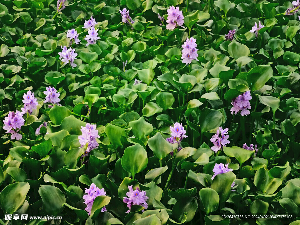 水葫芦花