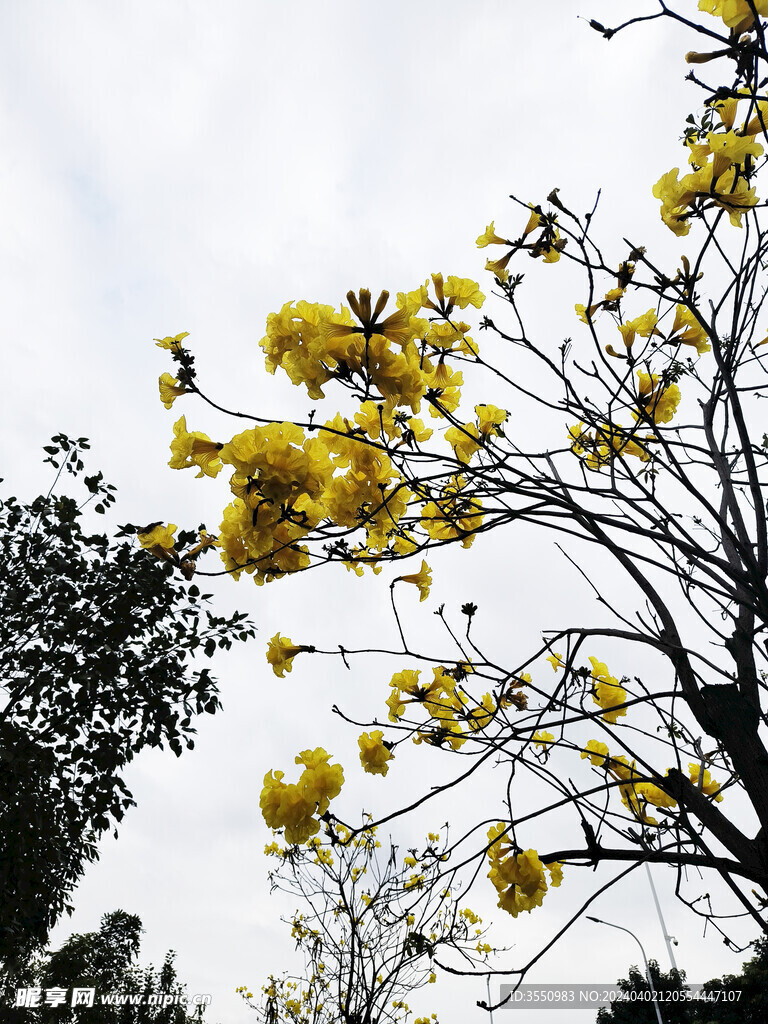 花朵春天 