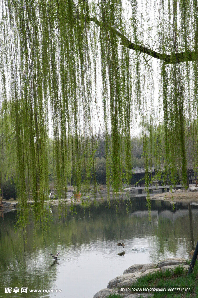公园风景  