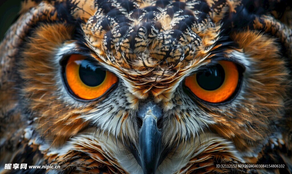 猫头鹰特写