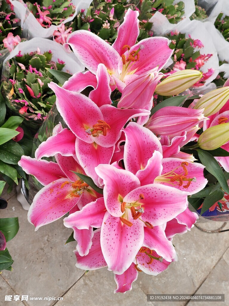百合花 