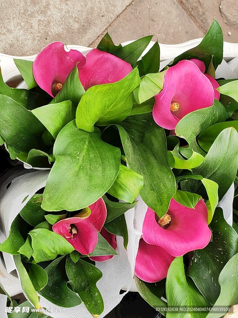 马蹄莲 