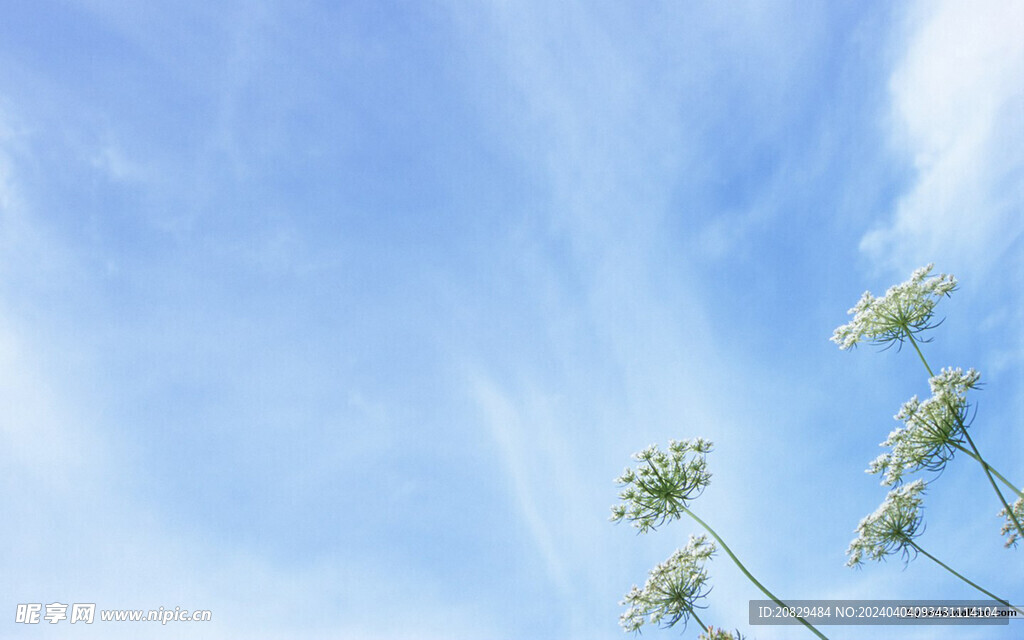 风景植物
