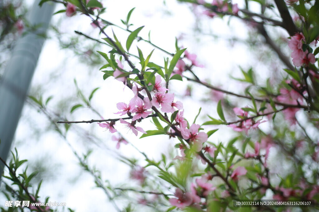 桃花枝