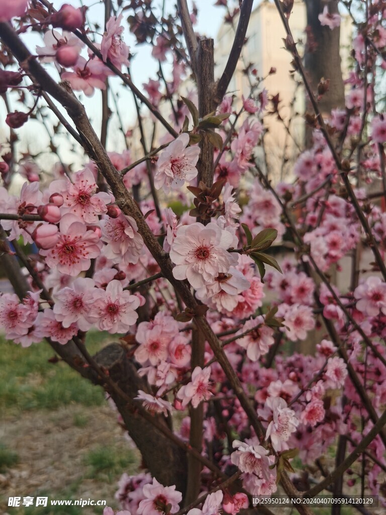 美人梅