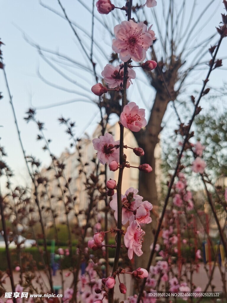 美人梅