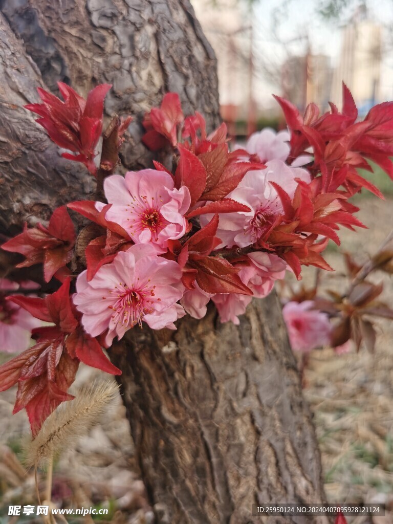 美人梅