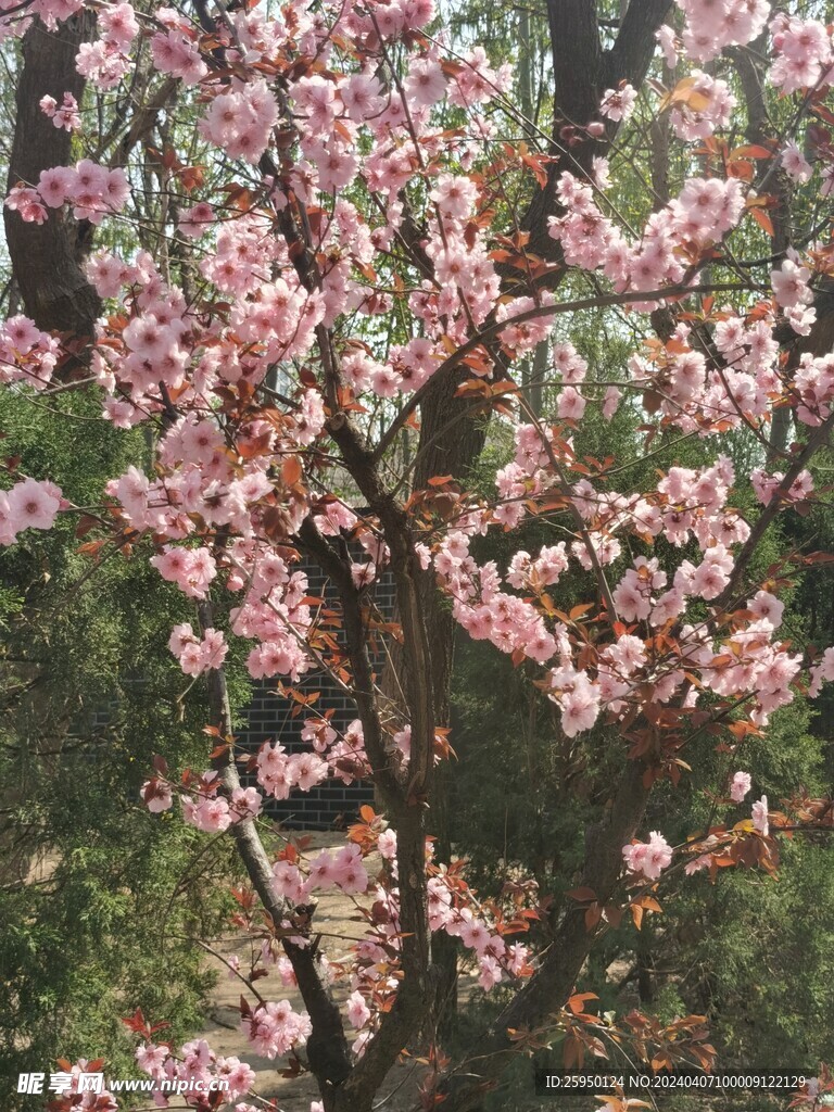 美人梅