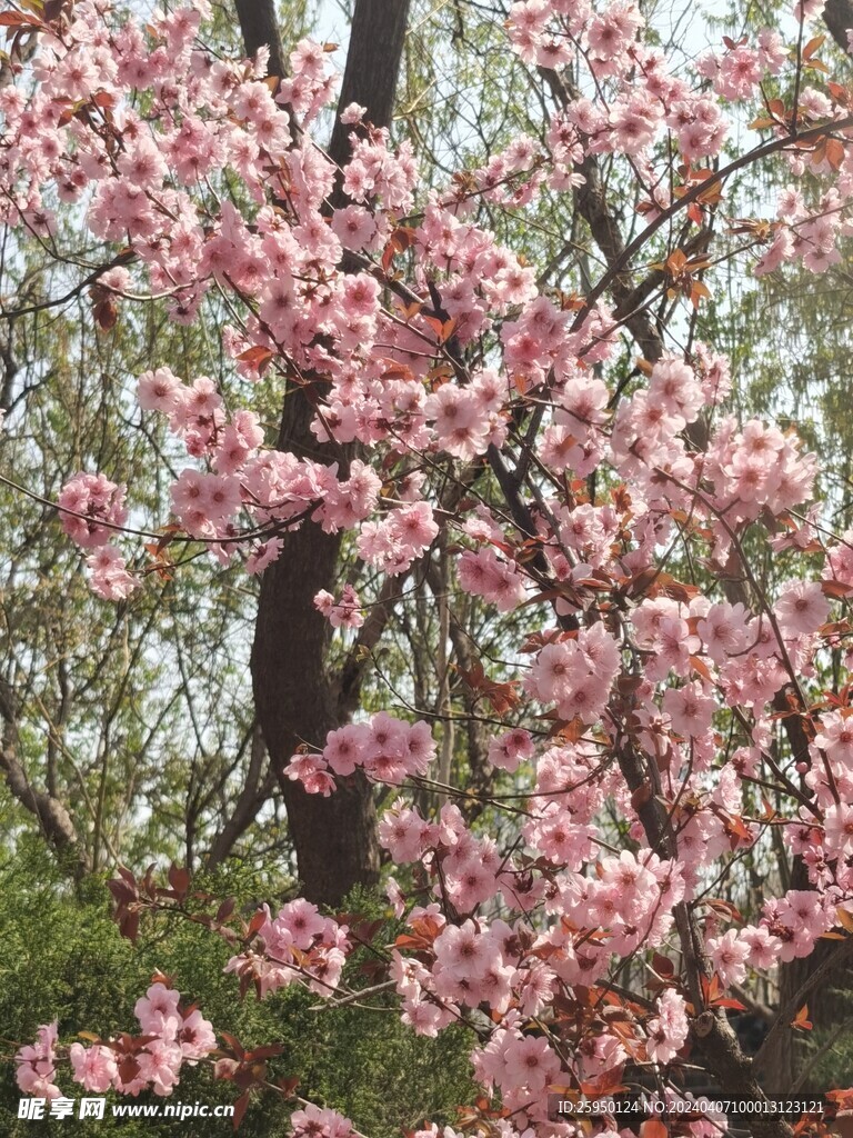 美人梅