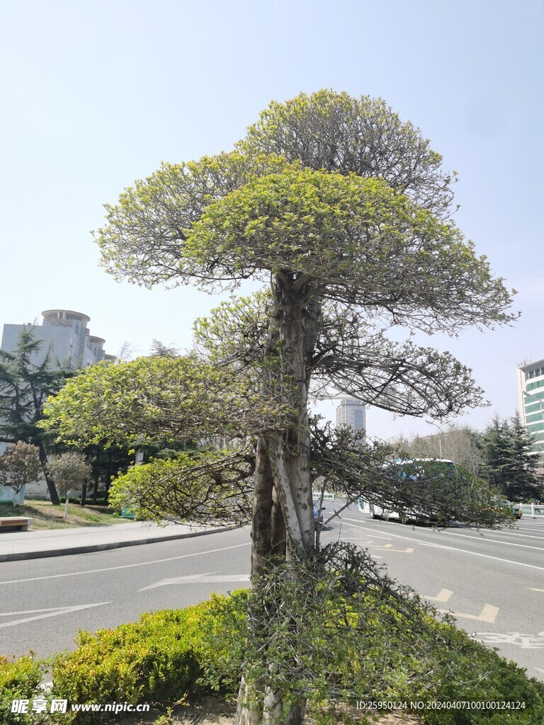 湖北梣
