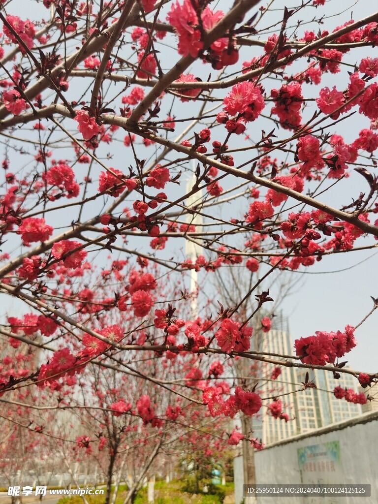 红叶碧桃