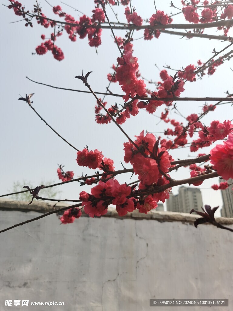 红叶碧桃