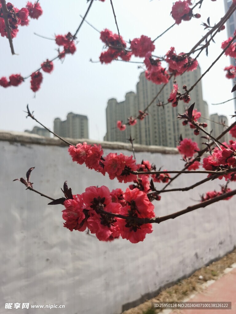 红叶碧桃