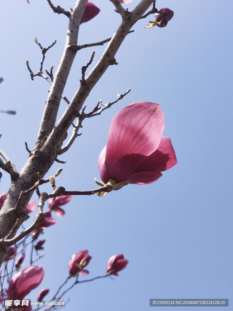 玉兰花