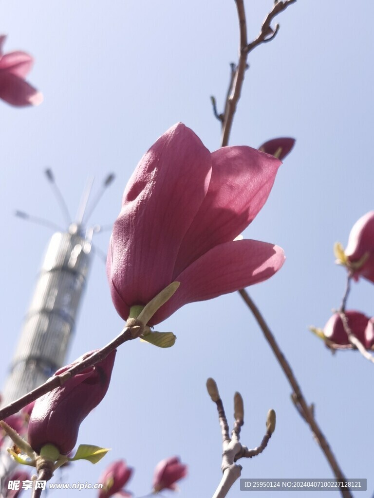 玉兰花