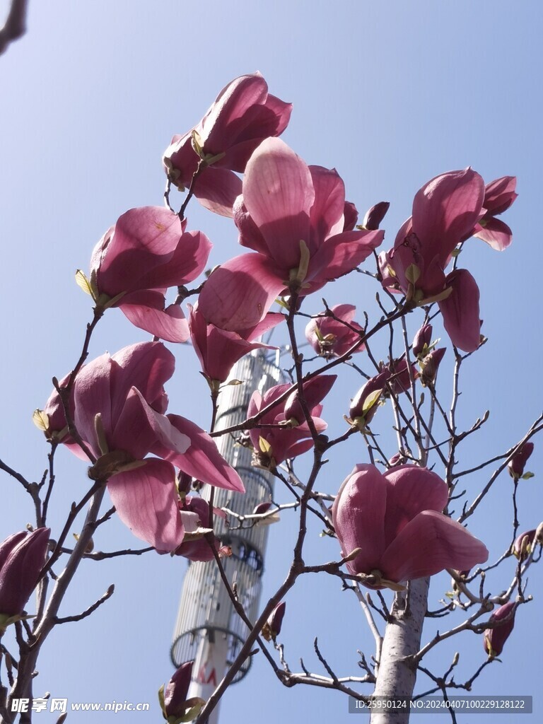 玉兰花