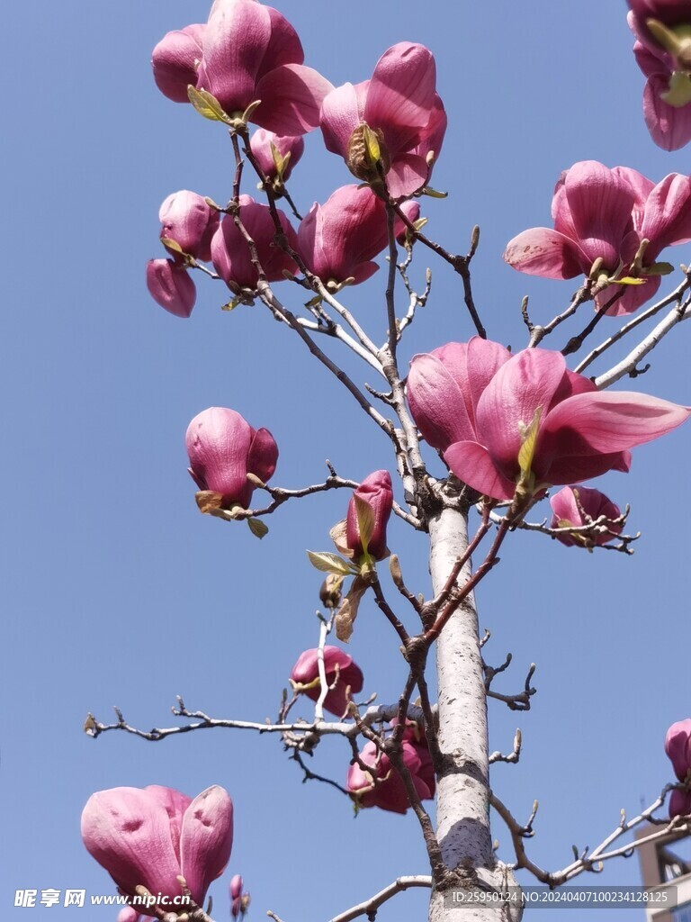 玉兰花