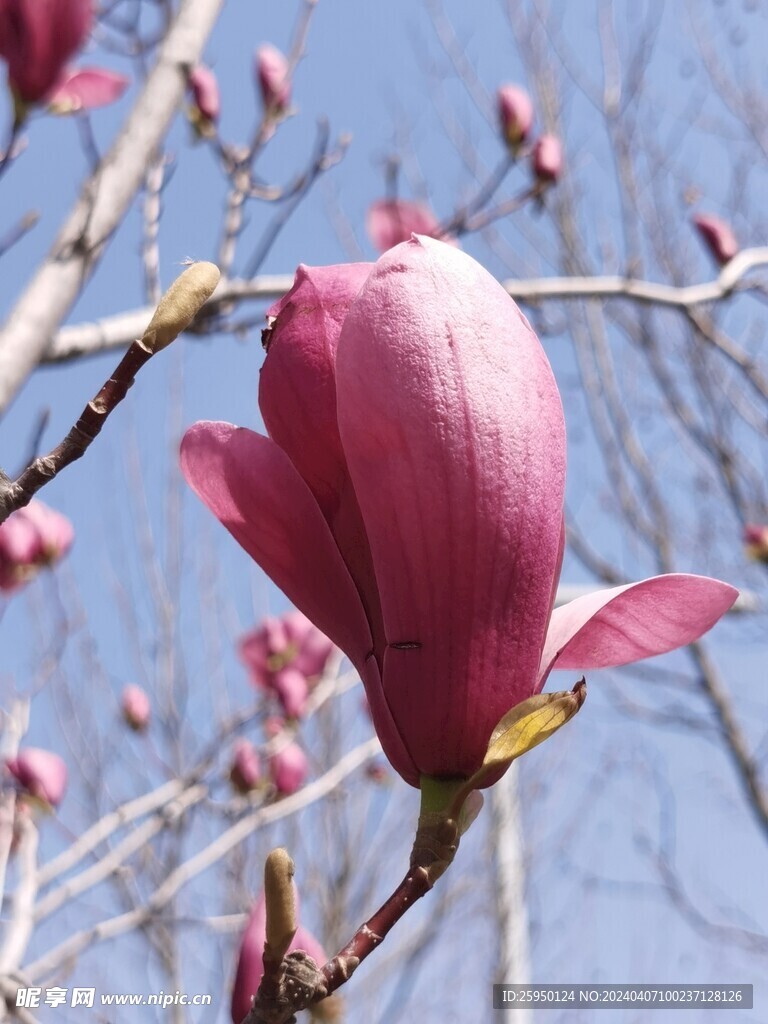 玉兰花