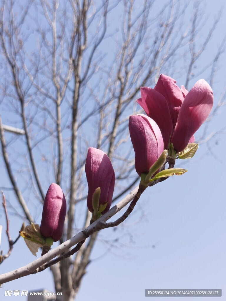 玉兰花