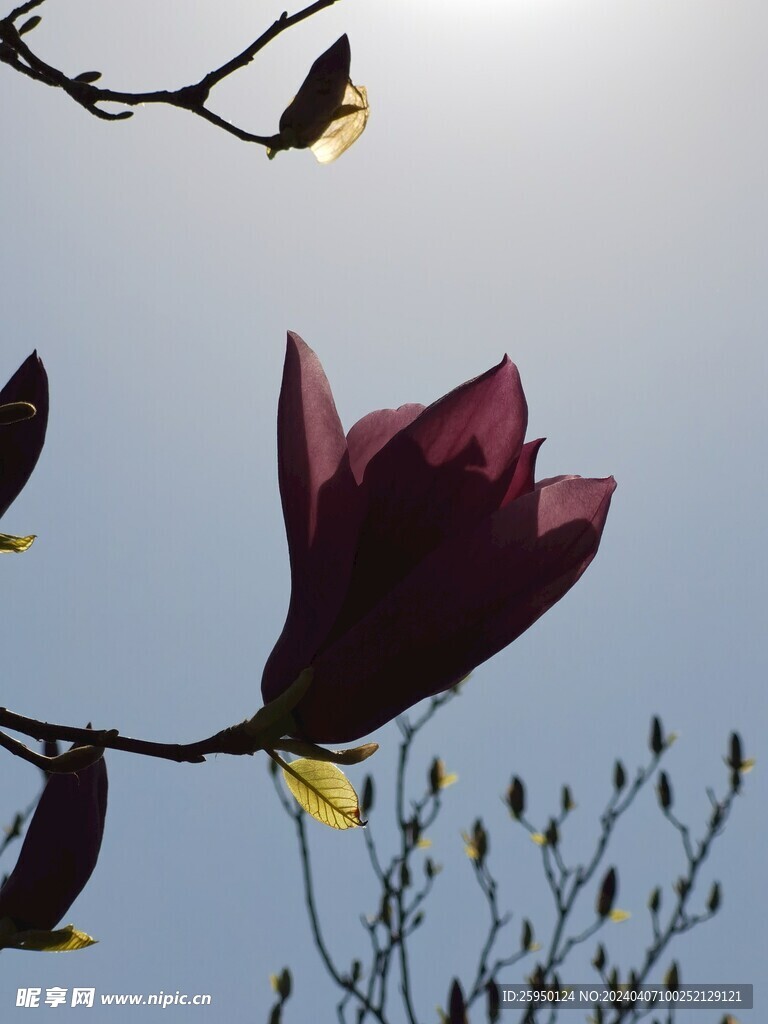 玉兰花