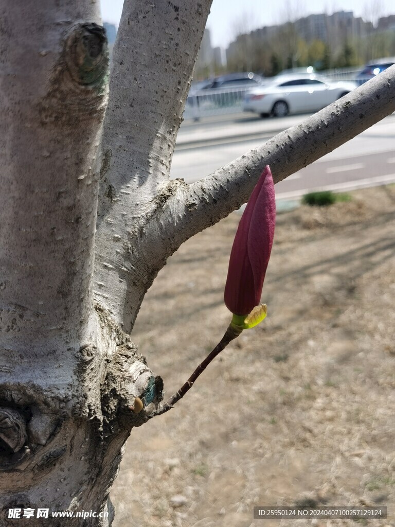 玉兰花