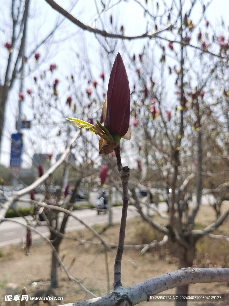 玉兰花