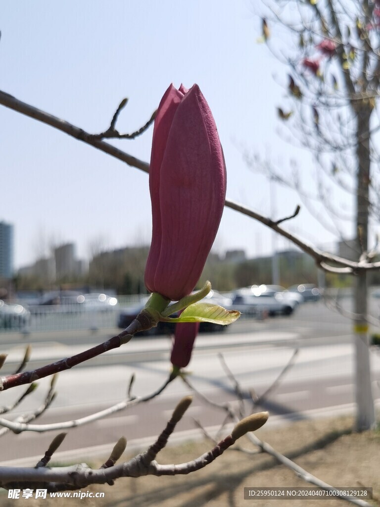 玉兰花