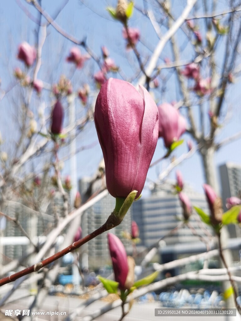 玉兰花