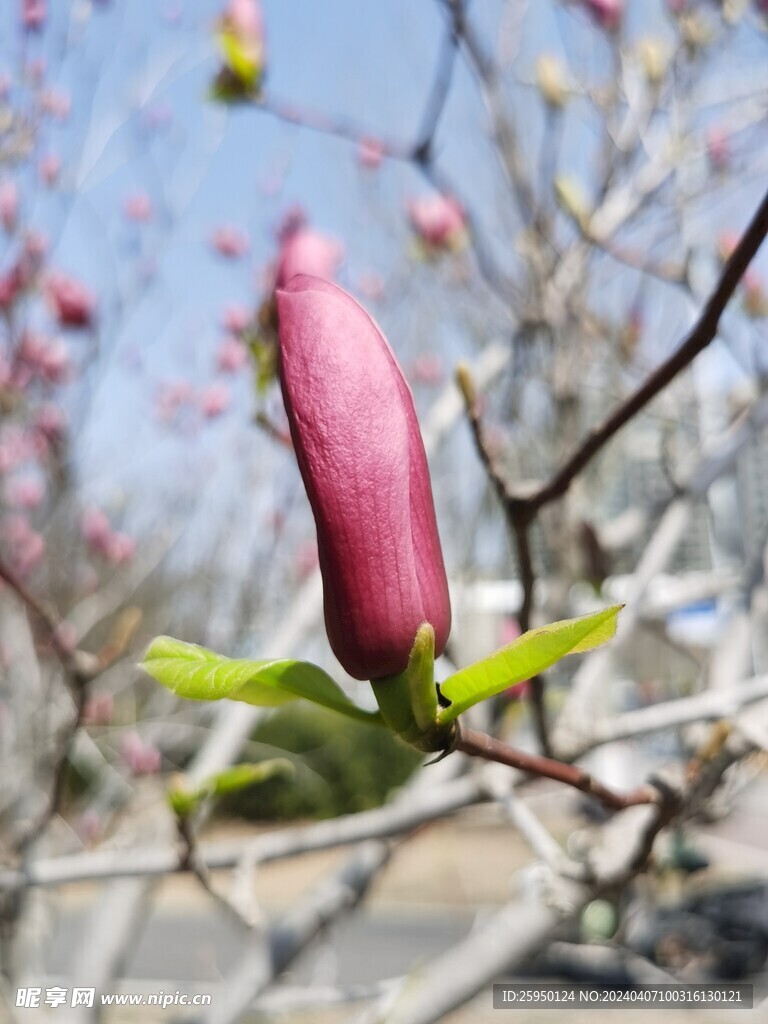 玉兰花