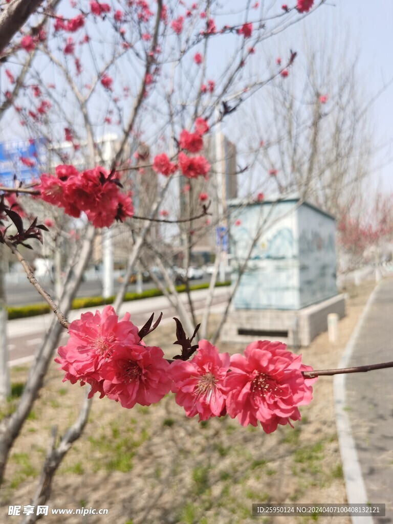 红叶碧桃
