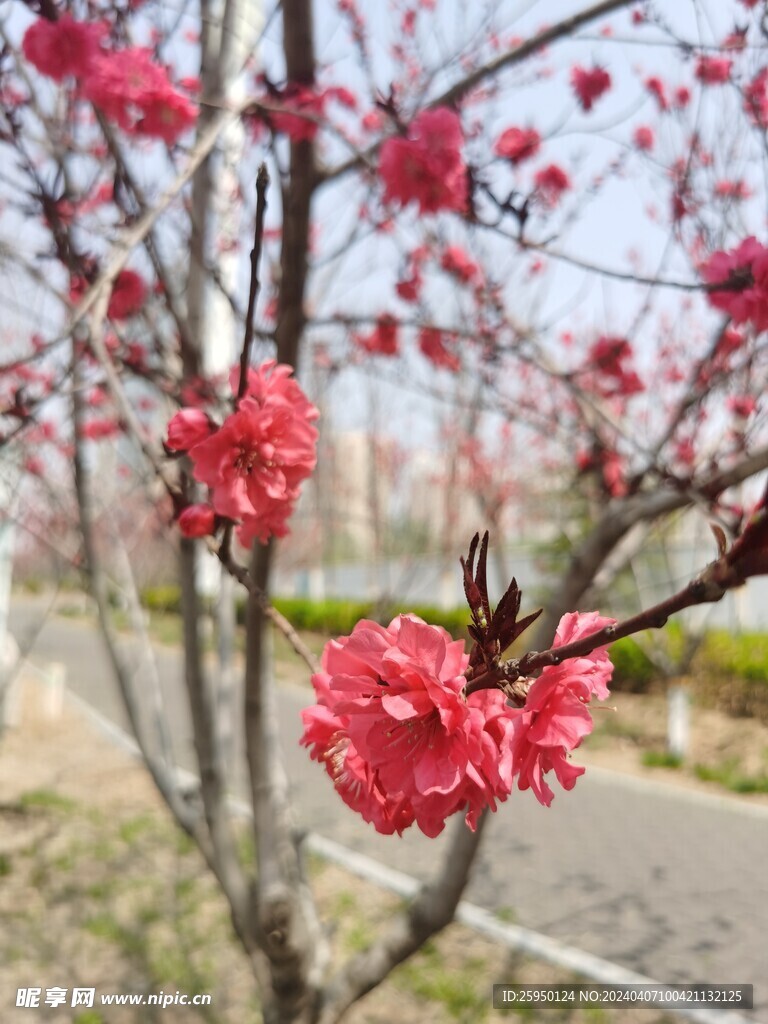 红叶碧桃