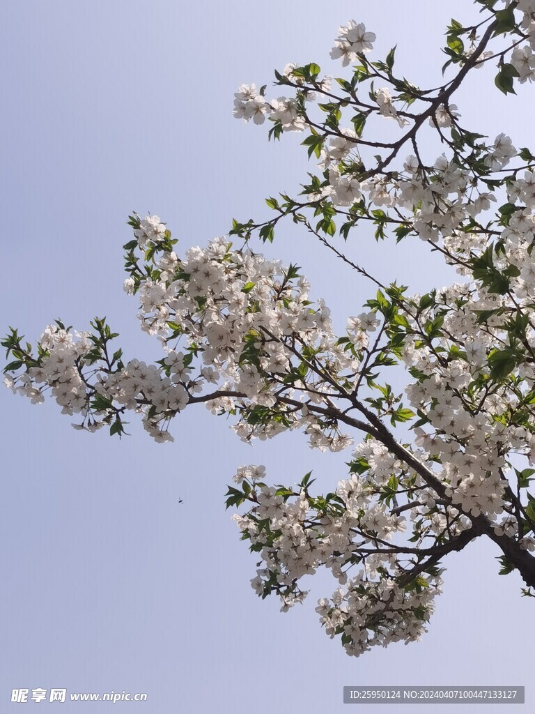 樱花树