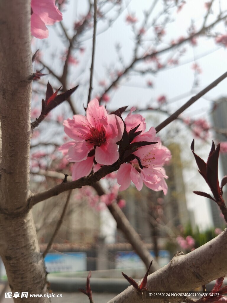 桃花
